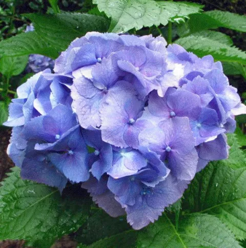 Hydrangea macr. 'Hamburg'