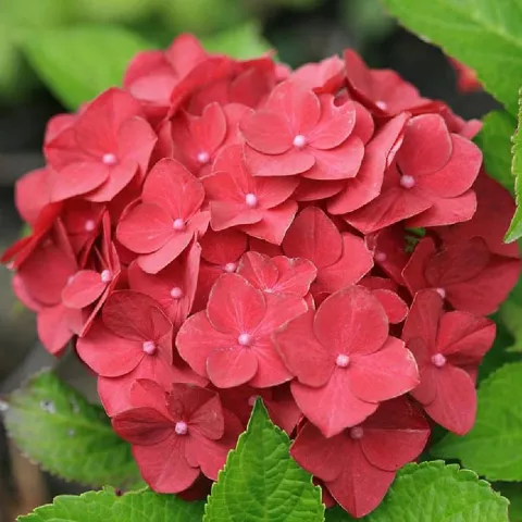 Hydrangea macr. 'Hot Red'®