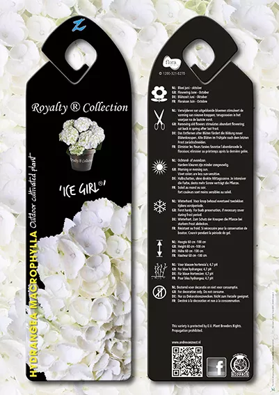 Hydrangea macr. 'Ice Girl'