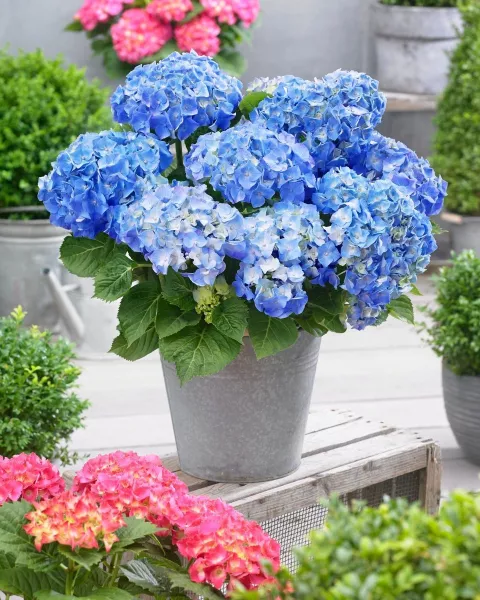 Hydrangea macr. 'Little Blue'
