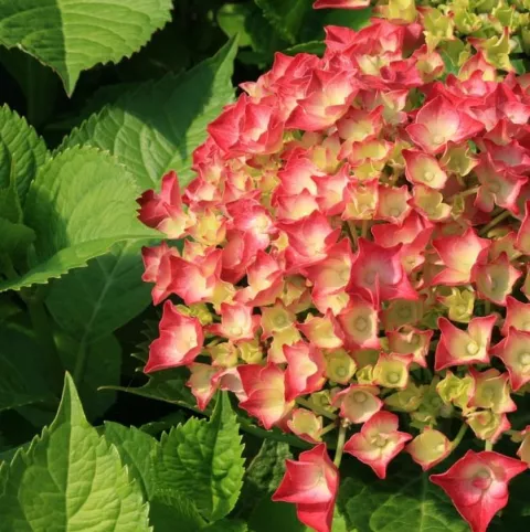 Hydrangea macr. 'Leuchtfeuer'