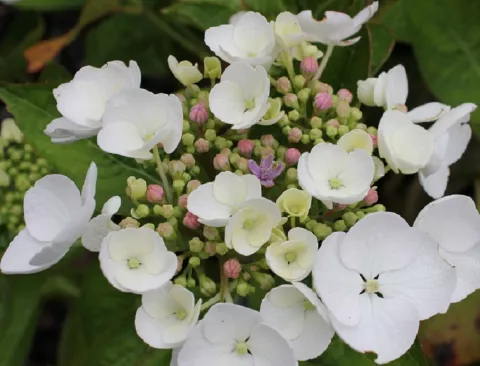 Hydrangea macr. 'Libelle'