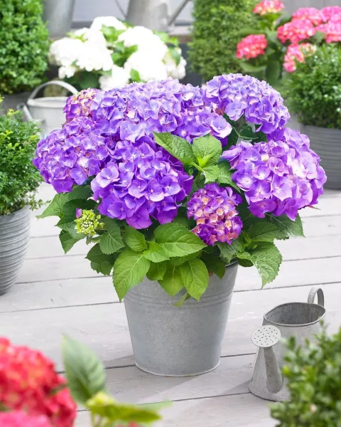 Hydrangea macr. 'Little Purple'