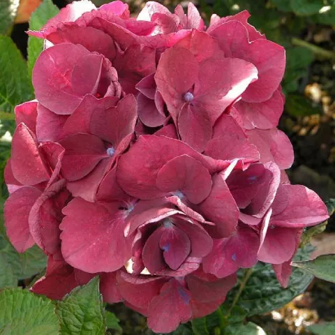 Hydrangea macr. 'Merveille Sanguine'