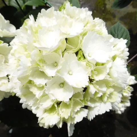 Hydrangea macr. 'Schneeball'®