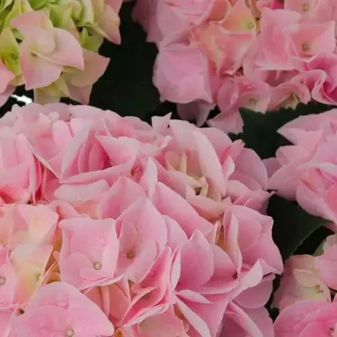 Hydrangea macr. 'Saxon Sonnenstein'®