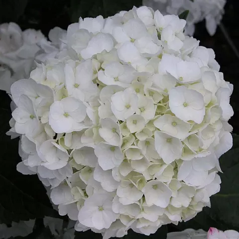 Hydrangea macr. 'Soeur Therese'