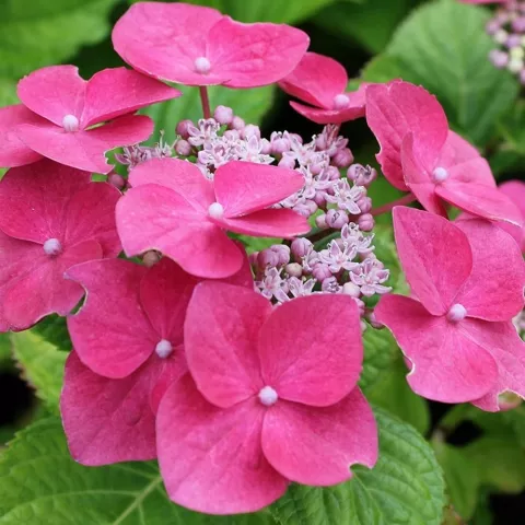 Hydrangea macr. 'Teller Roze'