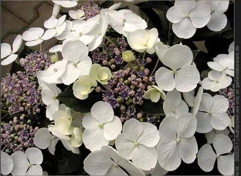 Hydrangea macr. 'Teller White'