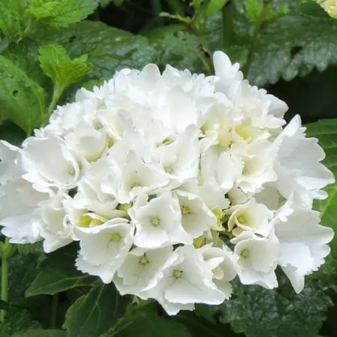 Hydrangea macr. 'Wudu'