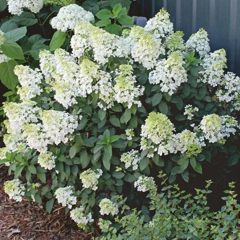 Hydrangea pan. 'Bobo'