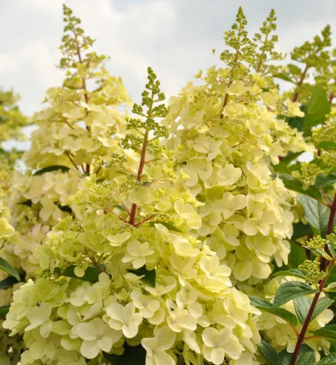 Hydrangea pan. 'Candlelight'®