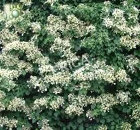 Hydrangea petiolaris