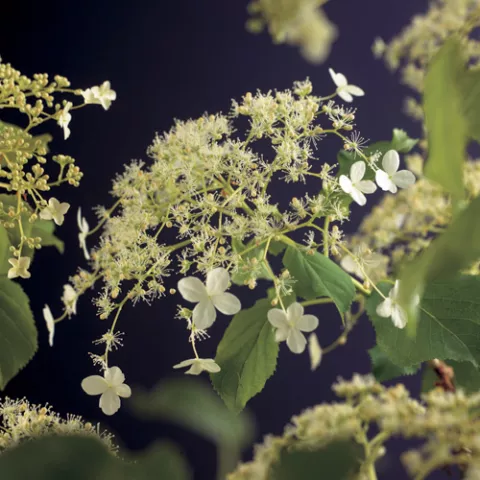 Hydrangea petiolaris