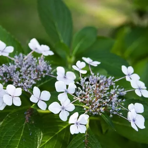 Hydrangea petiolaris 'Flying Saucer'