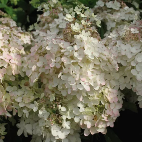 Hydrangea pan. 'Grandiflora'