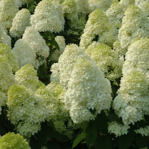 Hydrangea pan. 'Limelight'®