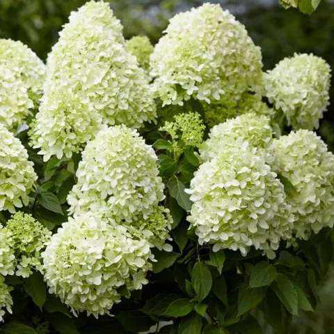 Hydrangea pan. Living 'Little Spooky'®