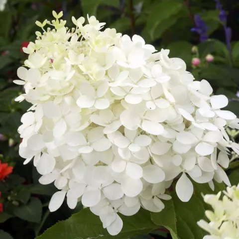 Hydrangea pan. 'Phantom'