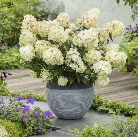 Hydrangea pan. 'Petite Star'®