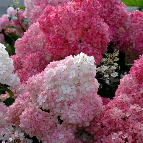 Hydrangea pan. 'Sundae Fraise'®