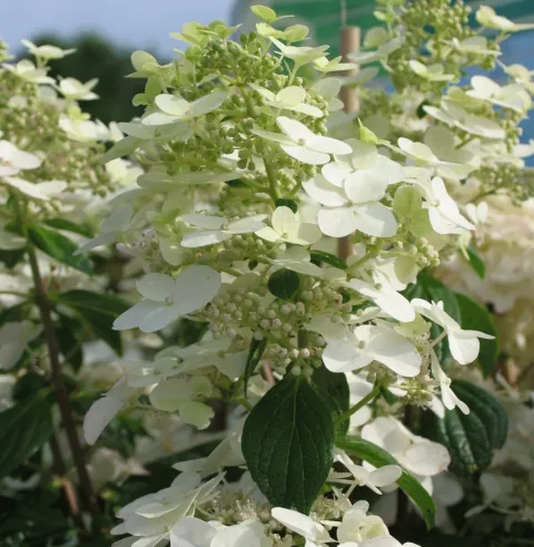 Hydrangea pan. 'Unique'