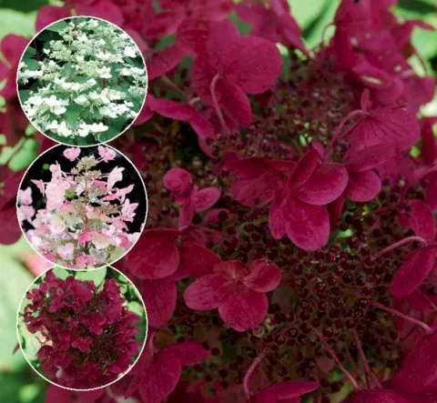 Hydrangea pan. 'Wim's Red'®