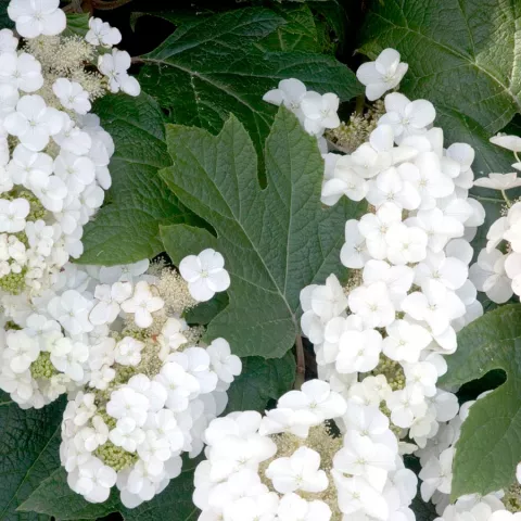 Hydrangea querc. 'Alice'®