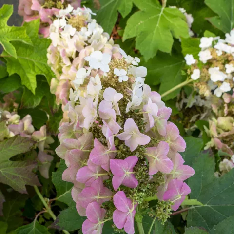 Hydrangea querc. 'Ruby Slippers'®