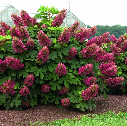 Hydrangea querc. 'Ruby Slippers'®
