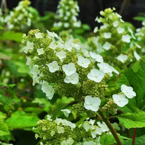 Hydrangea querc. 'Sikes Dwarf'
