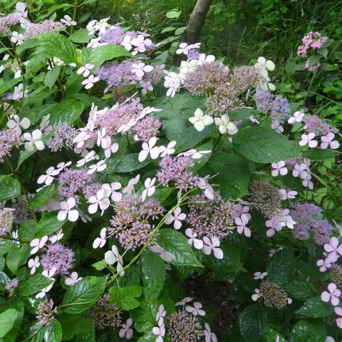 Hydrangea serrata 'Intermedia' (MO)