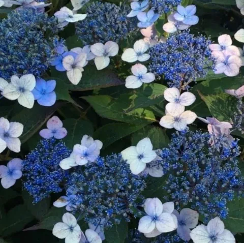 Hydrangea serrata 'Magic Pillow'