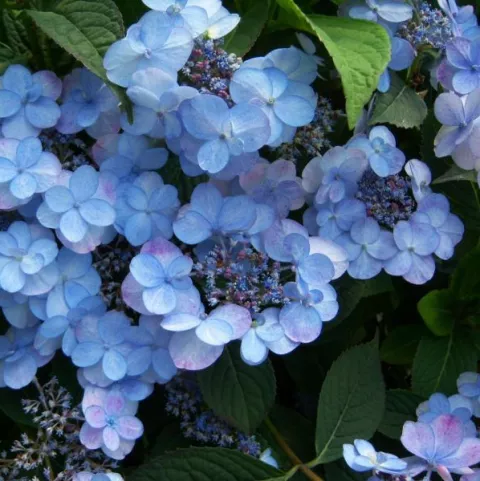 Hydrangea serrata 'Summer Glow'®