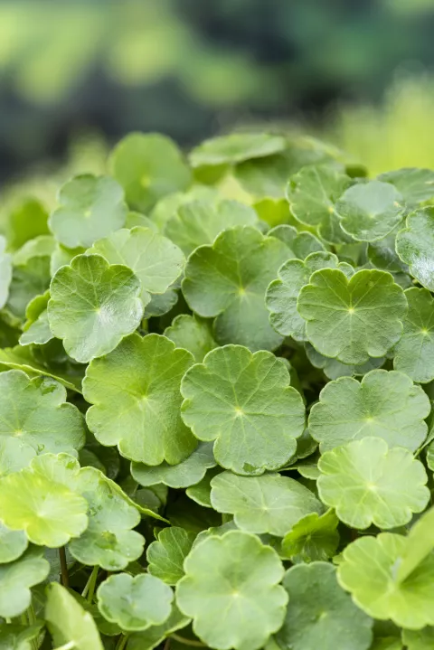 Hydrocotyle vulgaris