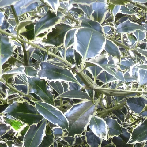 Ilex aquif. 'Argenteomarginata'