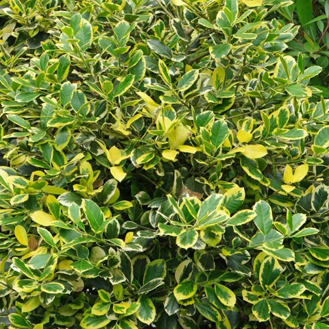 Ilex aquif. 'Golden King'