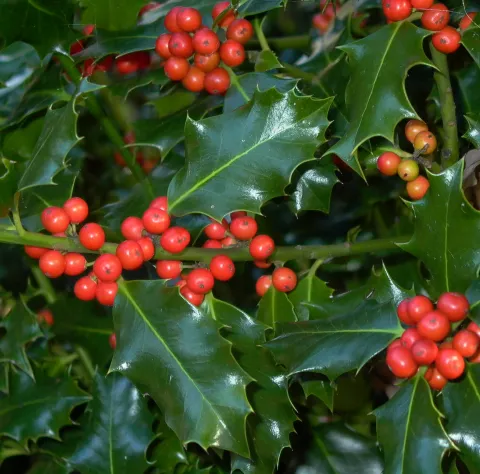 Ilex aquifolium