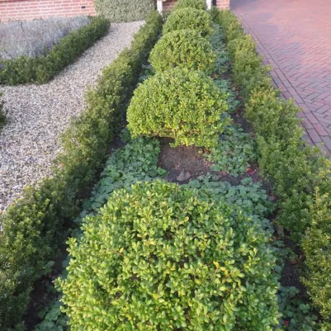 Ilex crenata 'Caroline Upright'