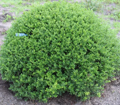 Ilex crenata 'Glorie Dwarf'®