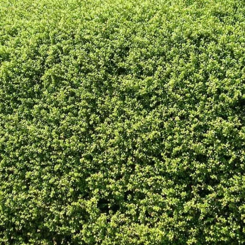 Ilex crenata 'Green Hedge'