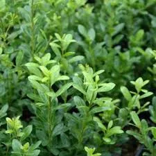 Ilex crenata 'Samurai'