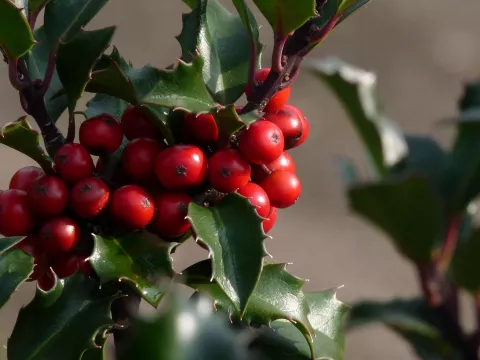 Ilex meserveae 'Blue Angel'