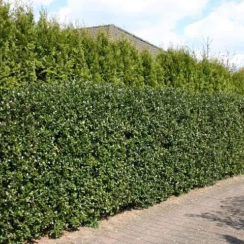 Ilex meserveae 'Blue Prince'