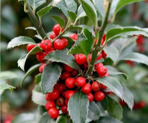 Ilex meserveae 'Heckenfee'®