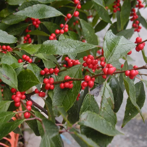Ilex verticillata