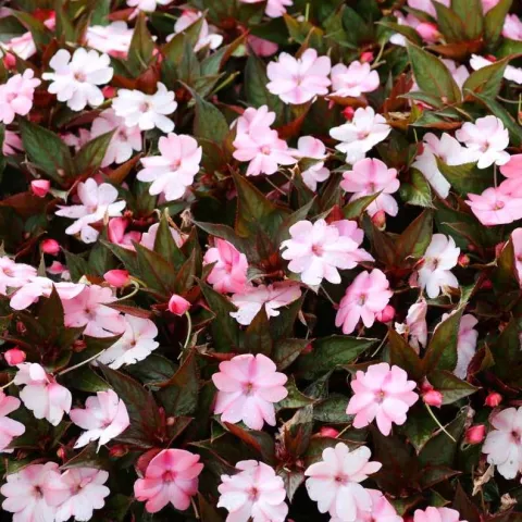 Impatiens NG