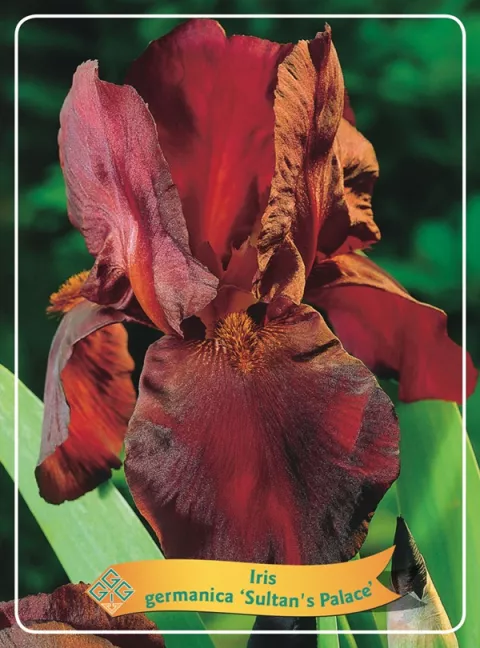 Iris germancia 'Sultan's Palace'