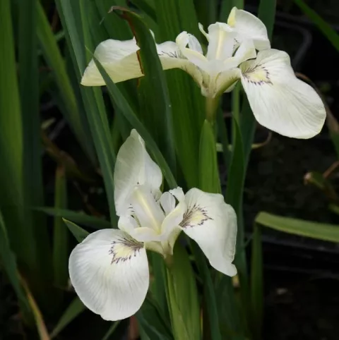 Iris pseudacorus 'Alba'