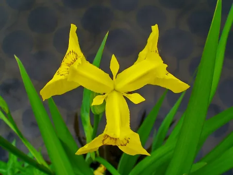 Iris pseudacorus
